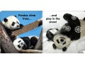 DK Baby Touch and Feel. Panda
