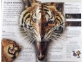 Eyewonder Big Cats