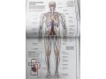 Knowledge Encyclopedia Human Body!