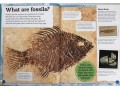 My Book of Fossils: A fact-filled guide to prehistoric life