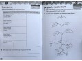 International Primary Science Student's Book + Workbook: Stage 3