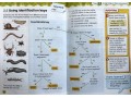 International Primary Science Student's Book + Workbook: Stage 4