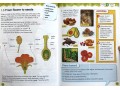 International Primary Science Student's Book + Workbook: Stage 5