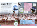 Children's Encyclopedia of Animals