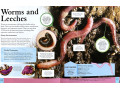 Children's Encyclopedia of Animals