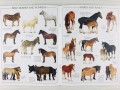 Horses. The Ultimate Glow in the Dark Sticker Book