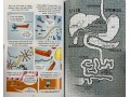 Science Comics: The Digestive System: A Tour Through Your Guts