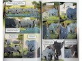 Science Comics: Elephants: Living Large