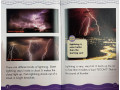 Science Vocabulary Readers. Weather