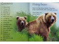 Usborne Beginners Bears