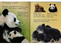 Usborne Beginners Bears