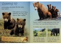 Usborne Beginners Bears