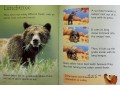 Usborne Beginners Bears