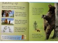 Usborne Beginners Bears