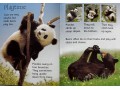 Usborne Beginners Bears