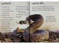 Usborne Beginners Dangerous Animals