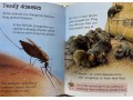 Usborne Beginners Dangerous Animals