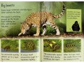 Usborne Beginners Nature 10 Books Collection Box Set