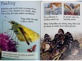 Usborne Beginners Nature 10 Books Collection Box Set