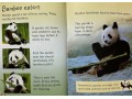 Usborne Beginners Pandas