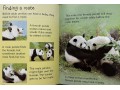 Usborne Beginners Pandas