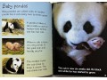 Usborne Beginners Pandas