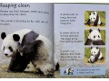 Usborne Beginners Pandas