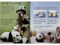 Usborne Beginners Pandas