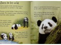 Usborne Beginners Pandas