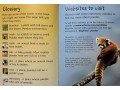 Usborne Beginners Pandas