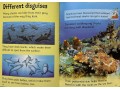 Usborne Beginners Sharks