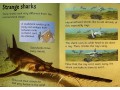 Usborne Beginners Sharks