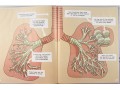 Building Blocks of Science. Anatomy, HB