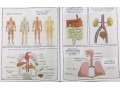 Building Blocks of Science. Anatomy, PB